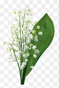 白色花朵绿叶壁纸