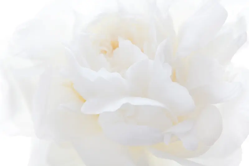 纯色背景白色花朵背景高清