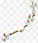 中秋节促销活动白色花朵