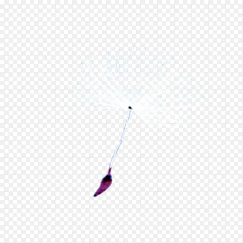 蒲公英