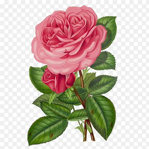 粉色红玫瑰
