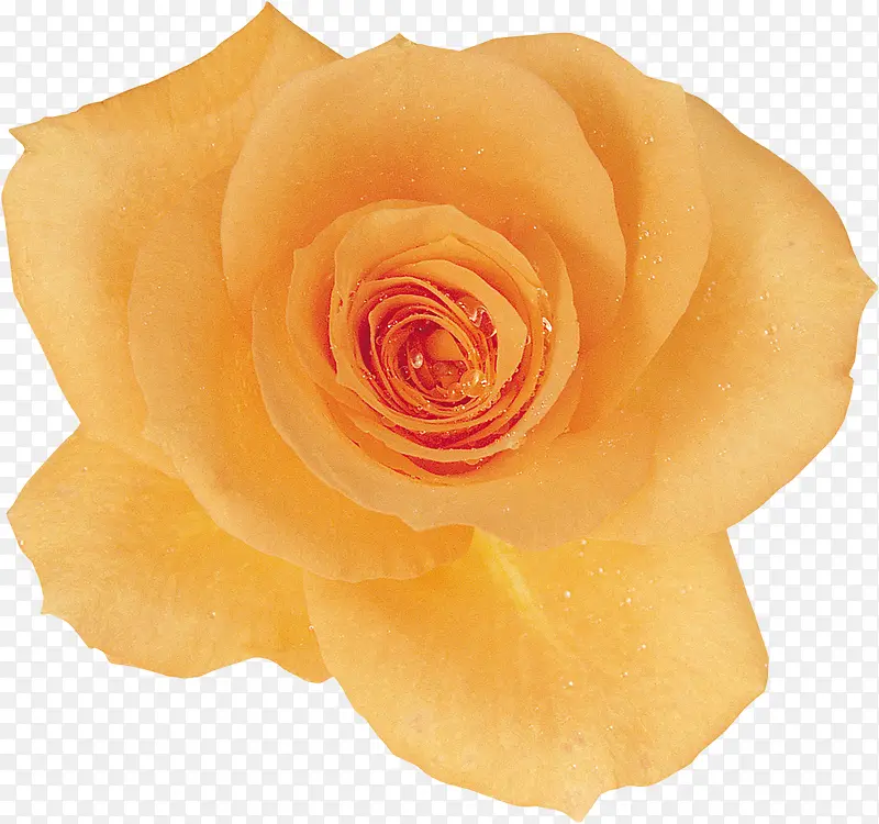好看的黄色玫瑰花