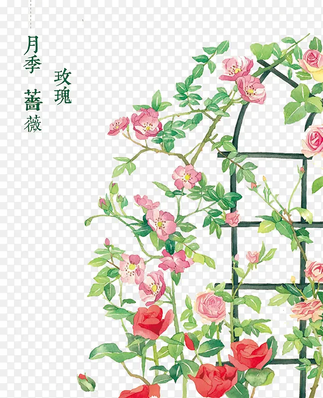 月季蔷薇玫瑰花