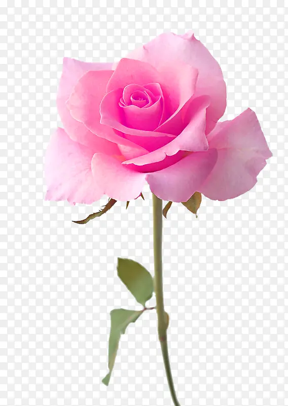 粉色玫瑰花浪漫装饰图案