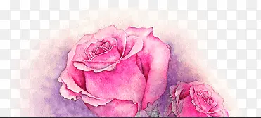 彩绘粉色玫瑰花图