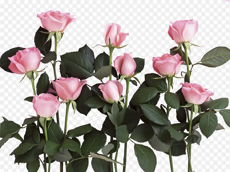 粉色玫瑰花绿叶装饰