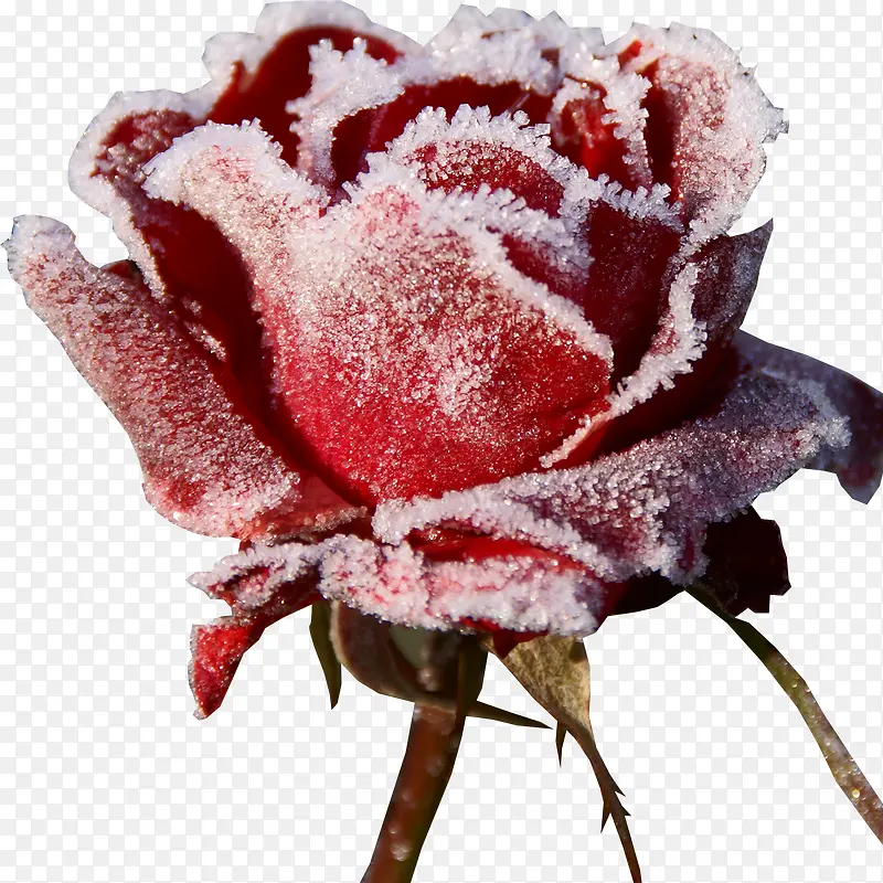美丽冬天雪花玫瑰