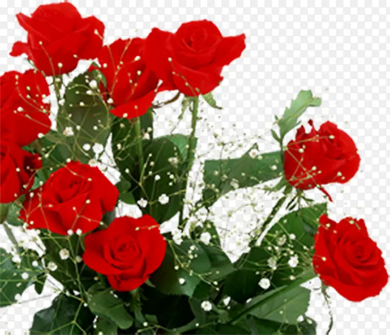 设计海报植物玫瑰花红色