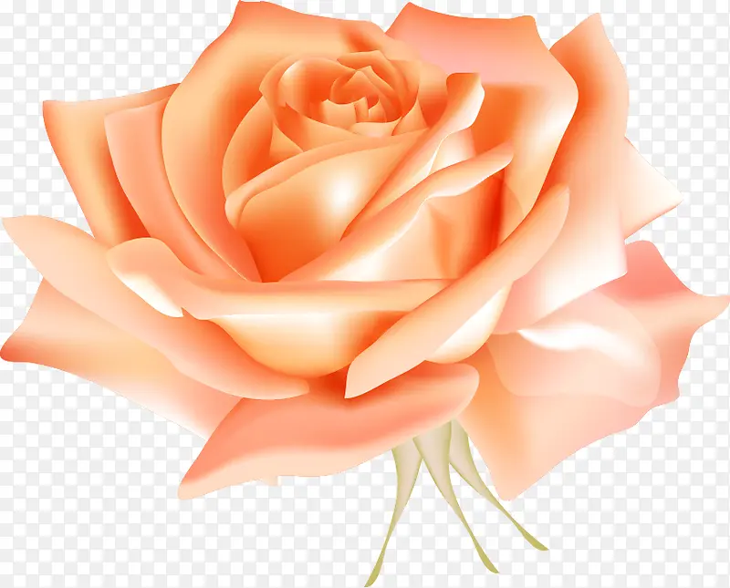 创意手绘质感橘色的玫瑰花