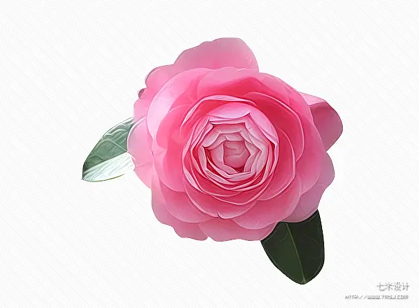 粉色好看玫瑰花PNG元素