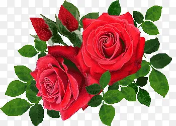 玫瑰花月季