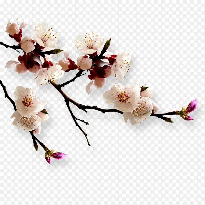 枝头绽放的白色花卉海报背景