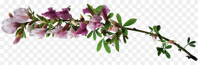 紫色花朵花枝树枝枝头
