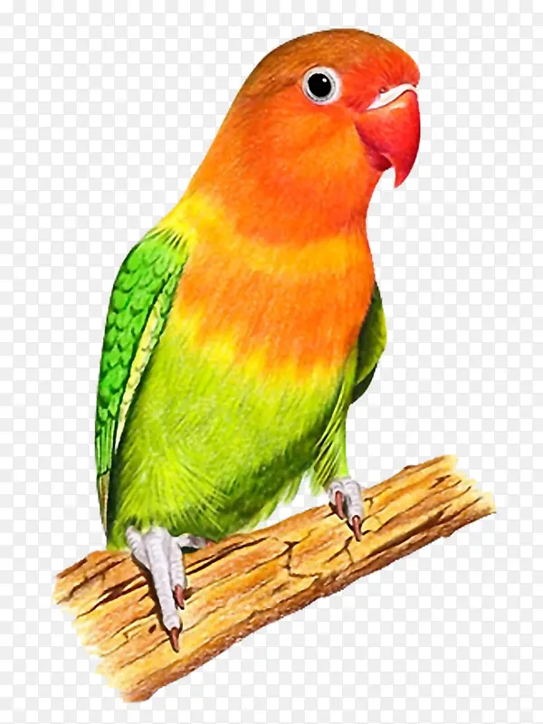 彩色鹦鹉