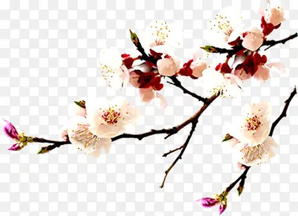枝头白色桃花