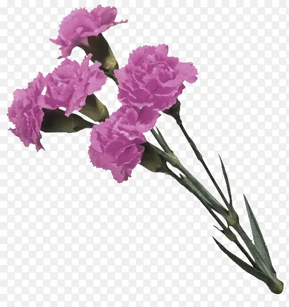 紫色康乃馨花朵装饰图案