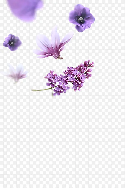 紫色花图
