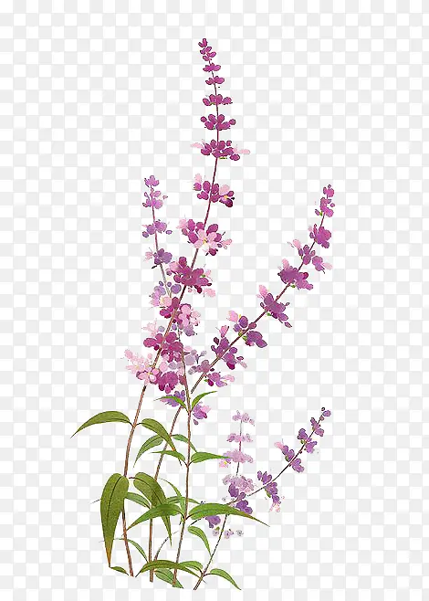 紫色鲜花薰衣草春天PNG图片素材下载_图片编号10189692-PNG素材网