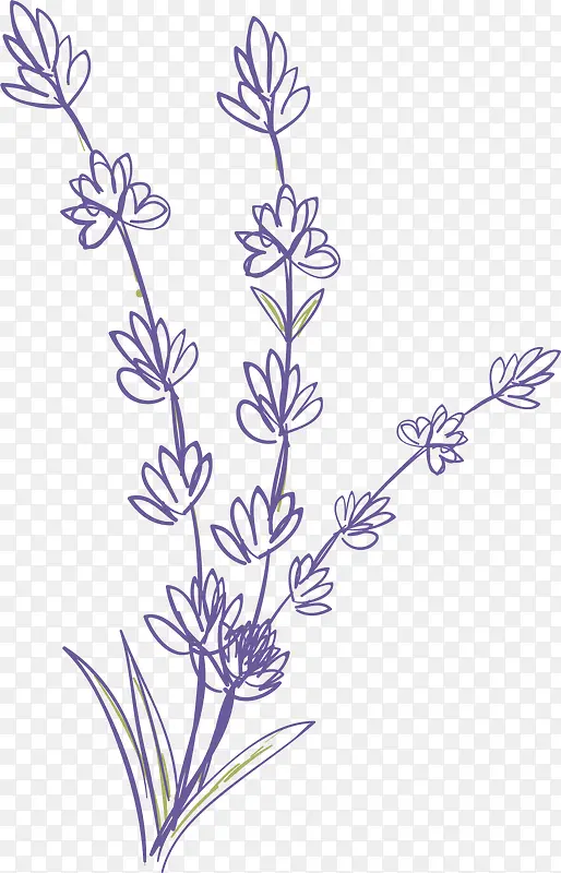 紫色卡通扁平风格薰衣草