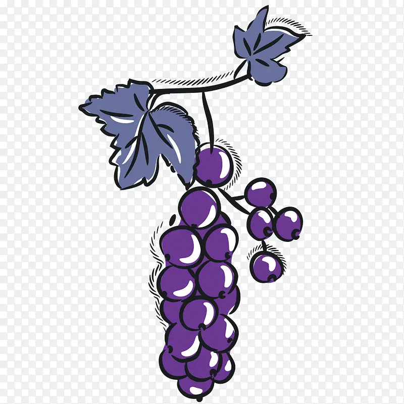 矢量水果俯视紫色手绘葡萄