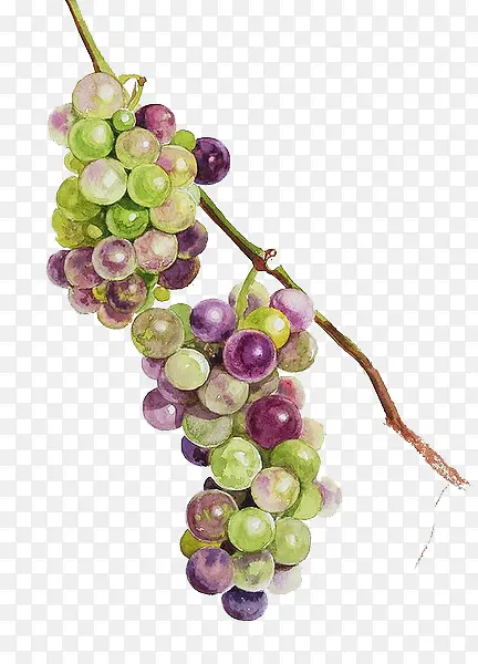 紫色手绘新鲜葡萄