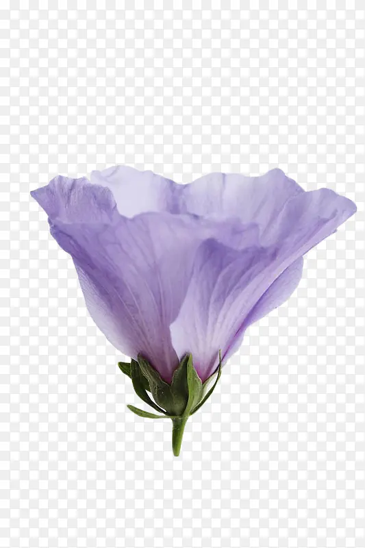 紫色木槿花卉