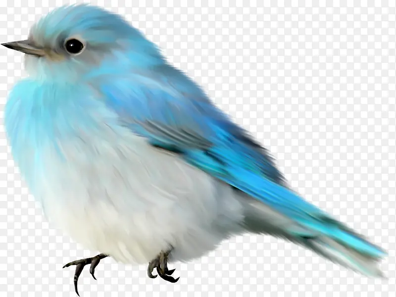 蓝色羽毛小鸟