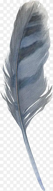 蓝色漂亮羽毛