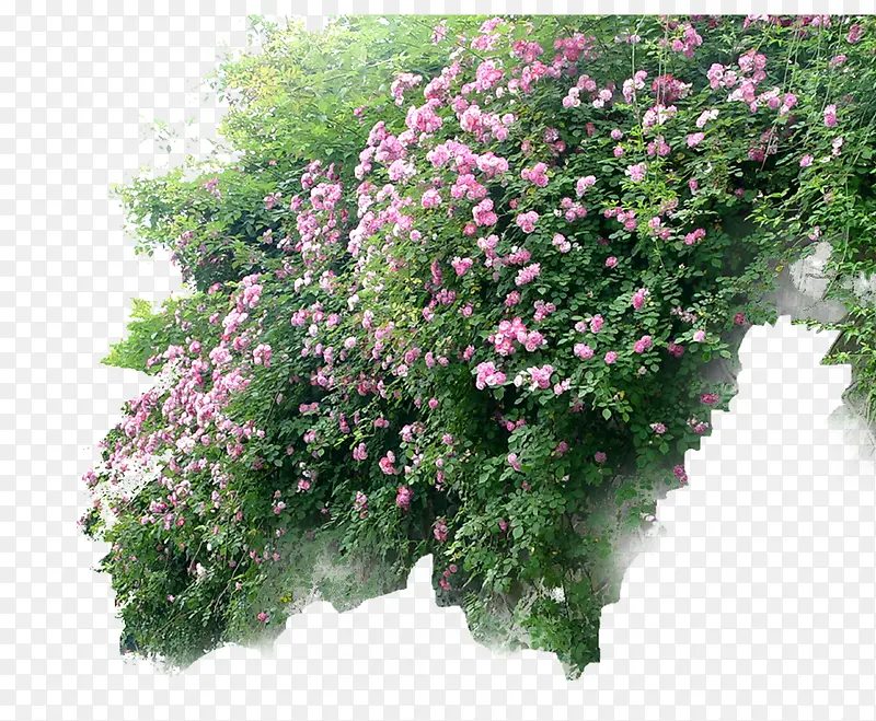 小清新植物PNG图片素材下载_图片编号10201436-PNG素材网
