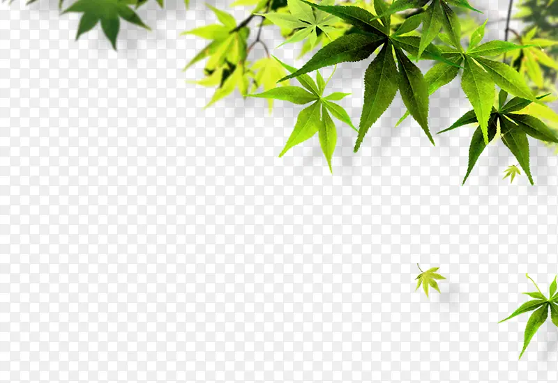 小清新植物树叶海报卡通效果