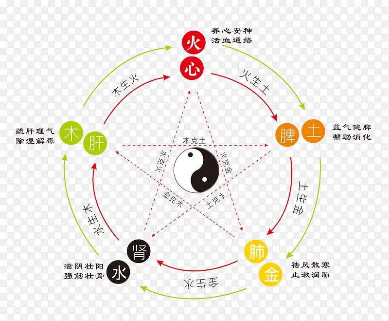 五行与内脏PNG图片素材下载_图片编号10201237-PNG素材网