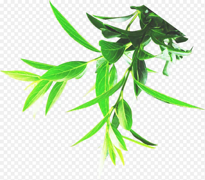 绿色春天植物树叶清新装饰PNG图片素材下载_图片编号10201858-PNG素材网
