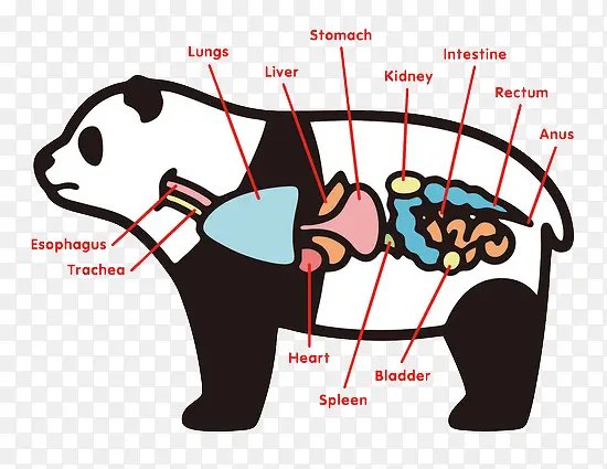卡通熊猫器官