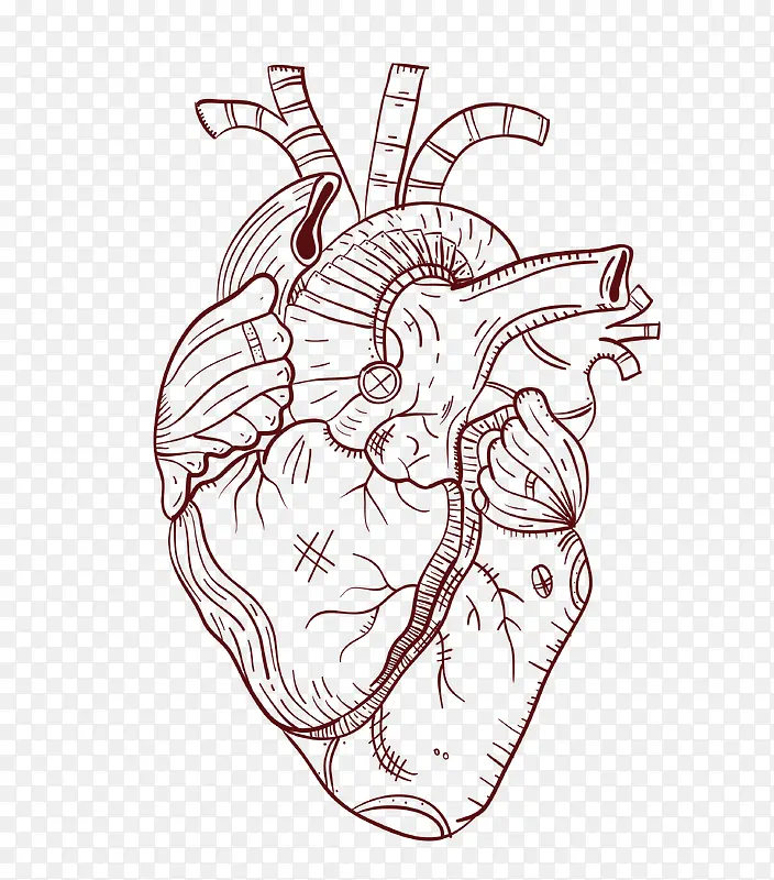 心脏矢量图