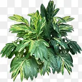 清新树叶植物绿化PNG图片素材下载_图片编号10202503-PNG素材网