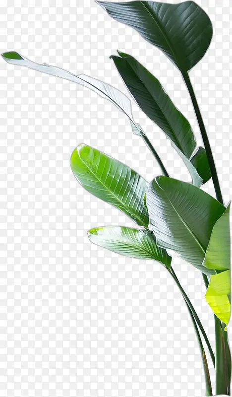 绿色植物树叶小清新PNG图片素材下载_图片编号10202000-PNG素材网