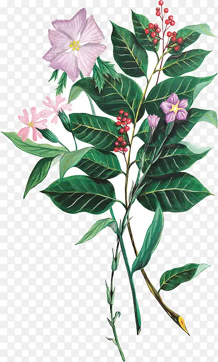 古典清新手绘植物树叶花朵