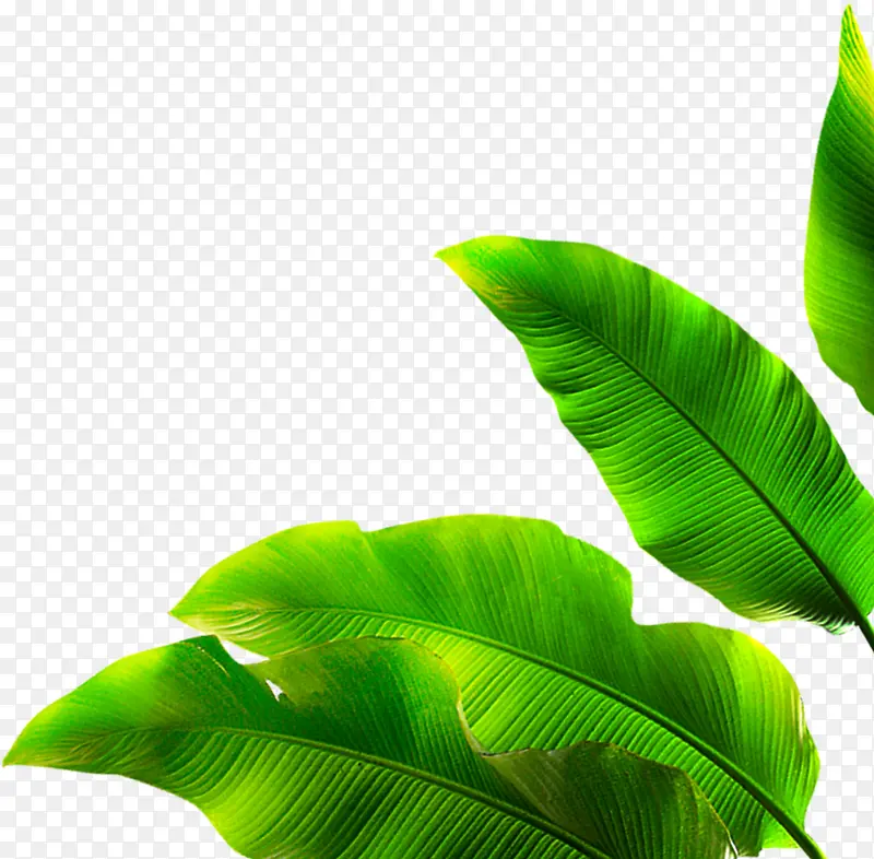 清新春季阳光植物树叶PNG图片素材下载_图片编号10202307-PNG素材网