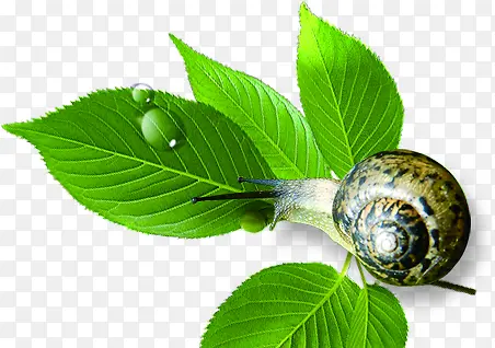 绿色清新树叶美景蜗牛