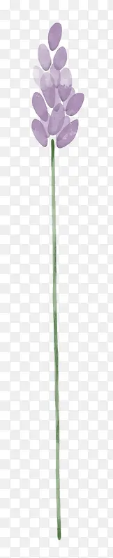 薰衣草