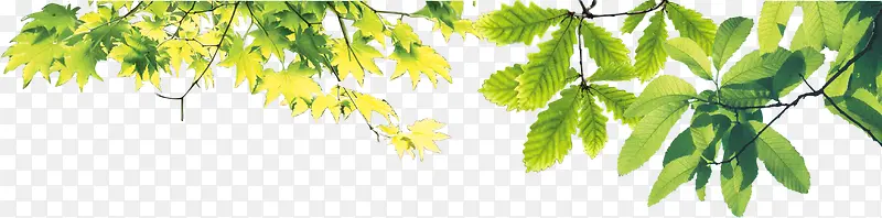 绿色清新植物树叶嫩绿