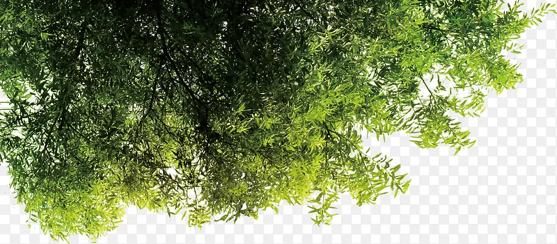 手绘春季清新树叶装饰