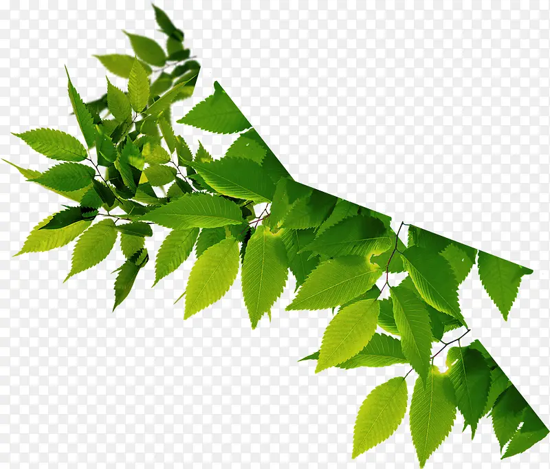 清新树叶装饰美景绿色