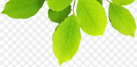 绿色清新树叶创意装饰翠绿
