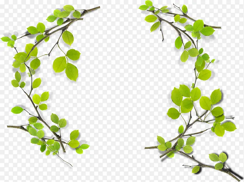 清新春季树叶创意装饰植物PNG图片素材下载_图片编号10202293-PNG素材网