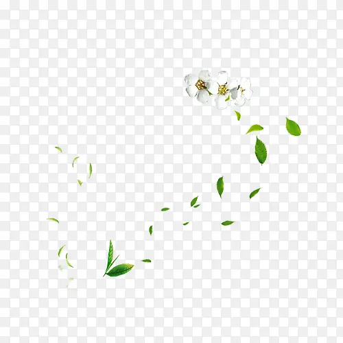 干净飞舞白色花瓣绿色树叶