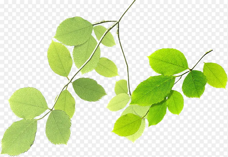 清新春季植物树叶装饰PNG图片素材下载_图片编号10202299-PNG素材网