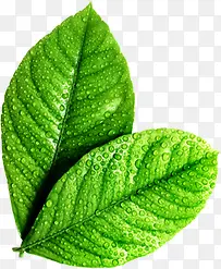 绿色清新植物树叶设计