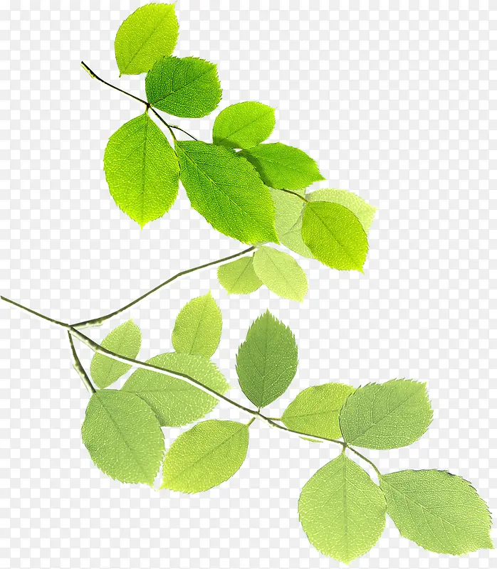清新春季植物树叶