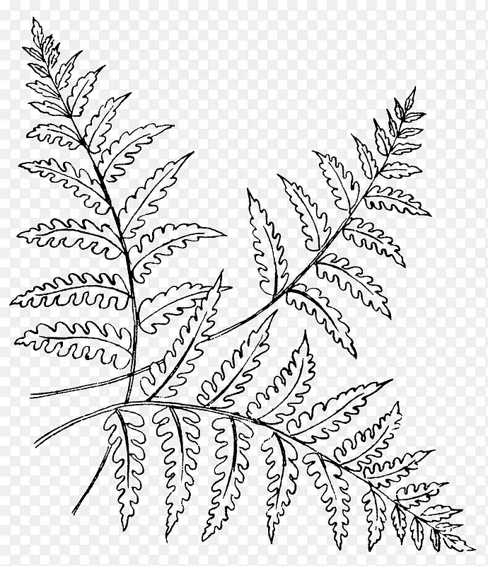 手绘植物